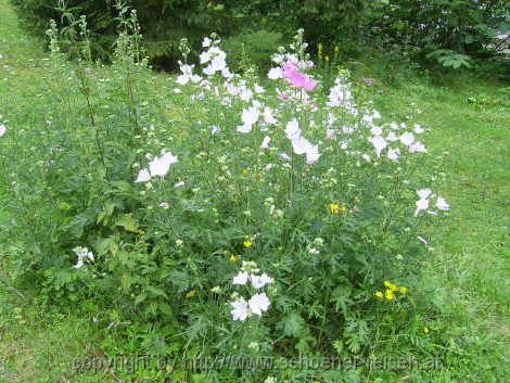 Impressionen aus Landl