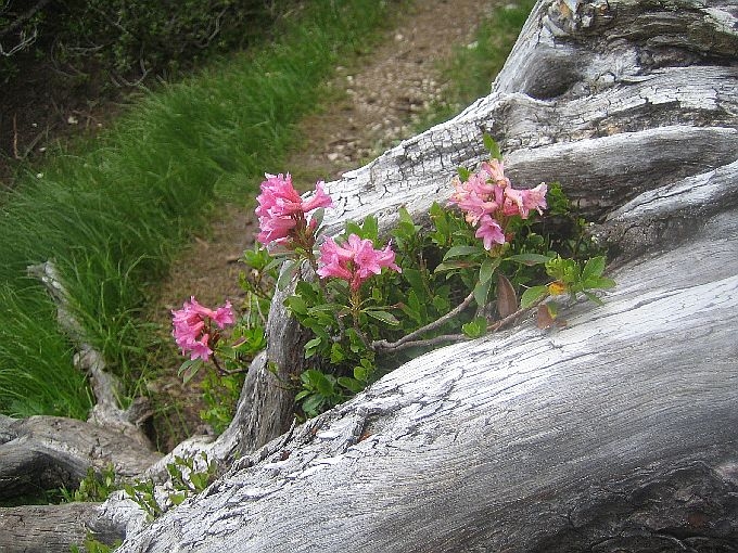 geierköpfe 072