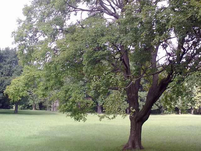 SCHLOSS LAXENBURG 7