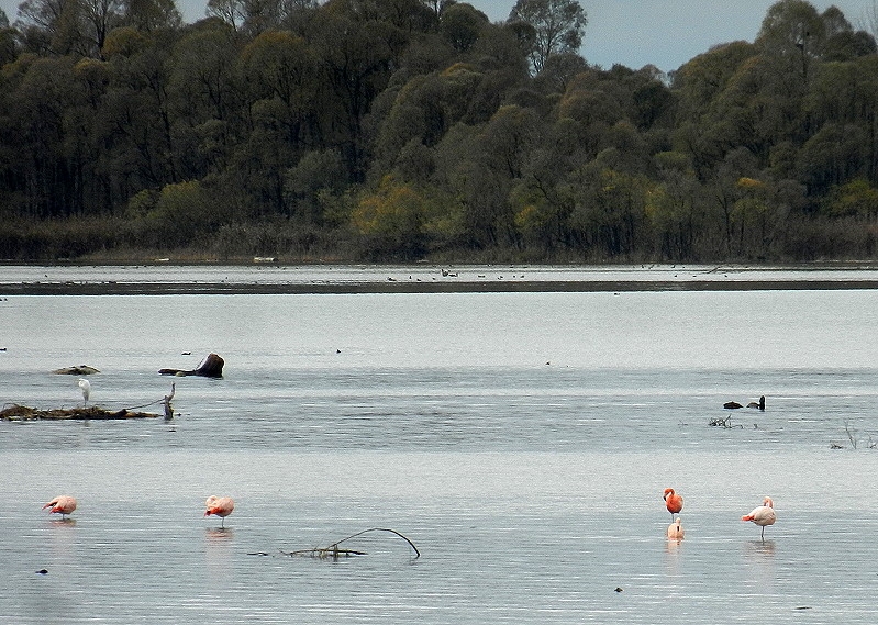 8 Chiemsee  Flamingos 010 sk800