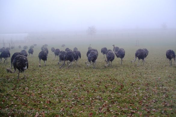 Oststeiermark > AUFFEN > Strauße im Nebel