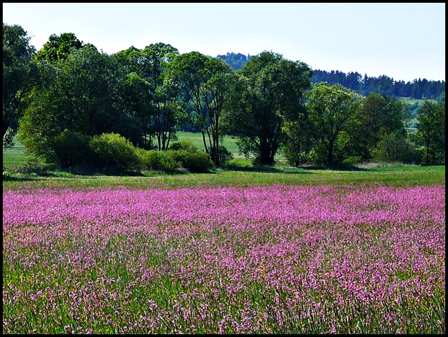 Tschechische Natur 4