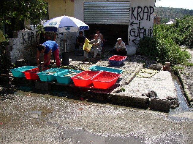 SHKODRA > Straßenverkauf > Fische