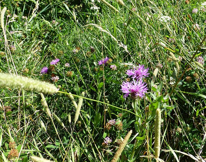 Karersee>Elisabeth-Promenade>Blumen6