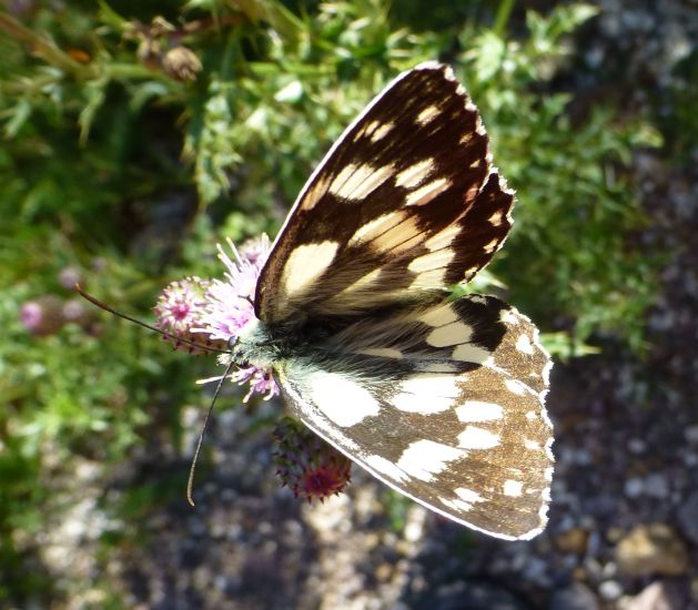 Karersee>Elisabeth-Promenade>Schmetterling2