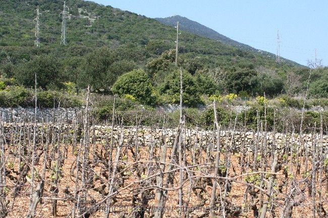 Insel Losinj > Weinberge bei Sveti Jakov