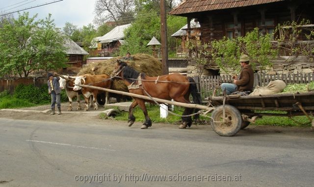 MARAMURES > dichter Fuhrverkehr 2