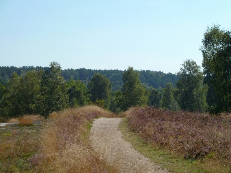 006 Fischbeker Heide