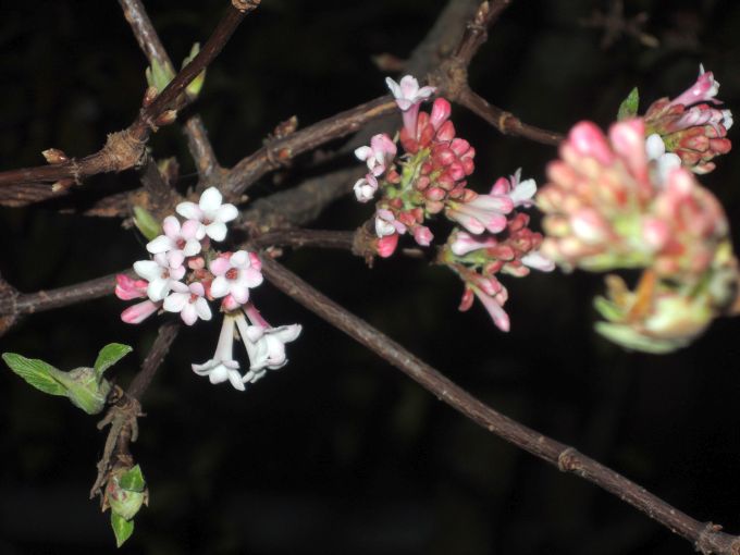 H:Budaörs>Mandelbäumchen>Blüte