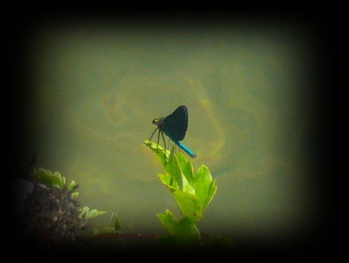 Tierwelt an der Cetina