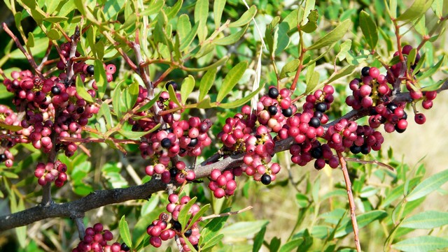 Herbst 2011,6 Imotski, Vinišće 6