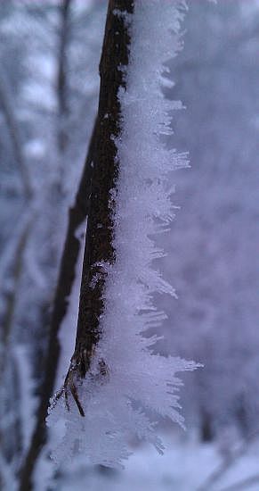 Sandplacken>Winterzweig