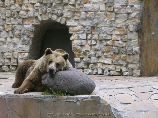 AUGSBURG > Zoo > Bär