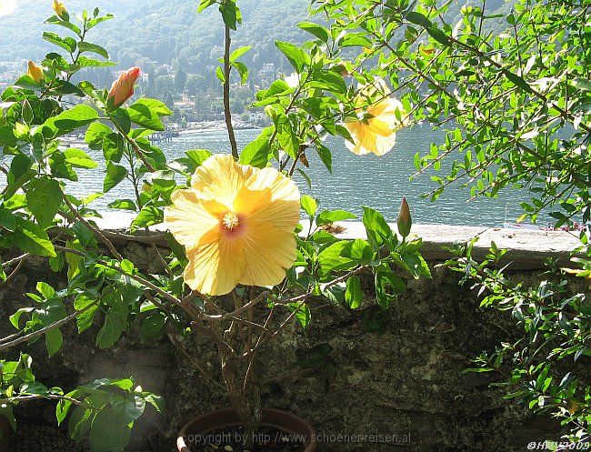 ISOLA BELLA > Hibiscus > Chinesischer Roseneibisch > Kübelpflanze