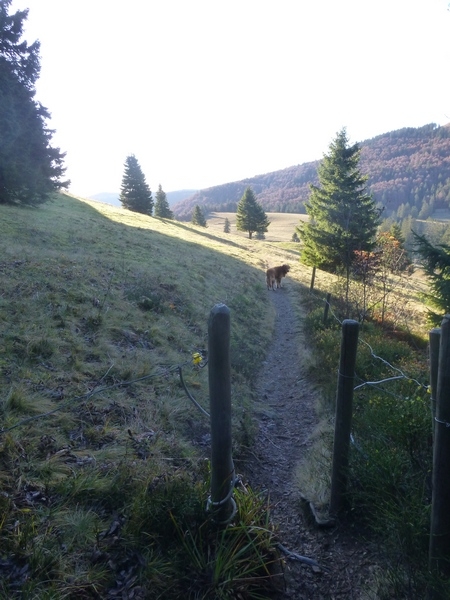 Weg zur Krunkelbachhütte im Schwarzwald