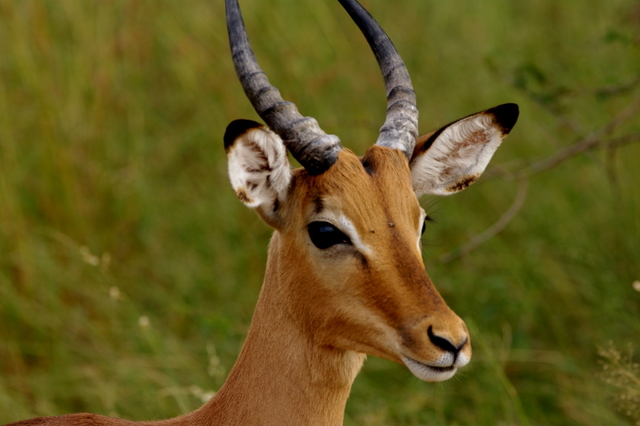 4 Dieters Afrikatour  Krüger Nationalpark 4