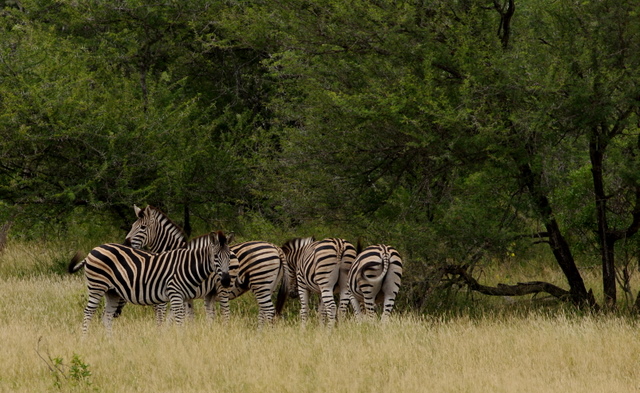 4 Dieters Afrikatour  Krüger Nationalpark 3