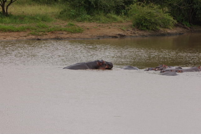 5 Dieters Afrikatour Krüger Nationalpark 3