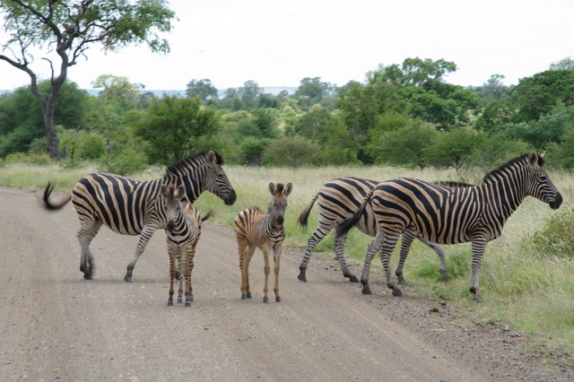 5 Dieters Afrikatour Krüger Nationalpark