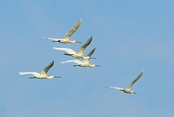 Naturpark Lonjsko Polje 04 2