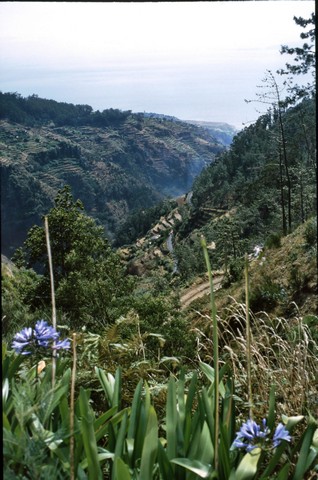 Madeira , die Vulkan- aber auch Frühlingsinsel, Teil 2 5