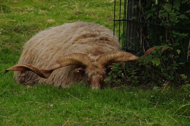 Tierpark Rosegg 6