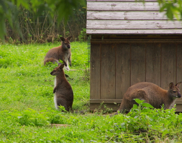 Tierpark Rosegg 2