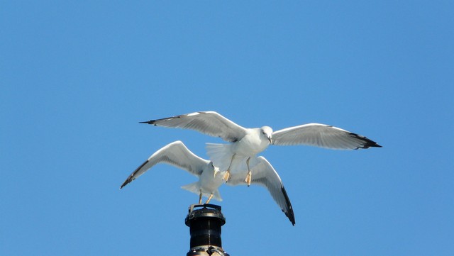 Herbst 2011, 11,Brac 5