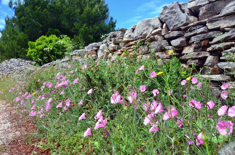 2014 Hvar DSC_7065