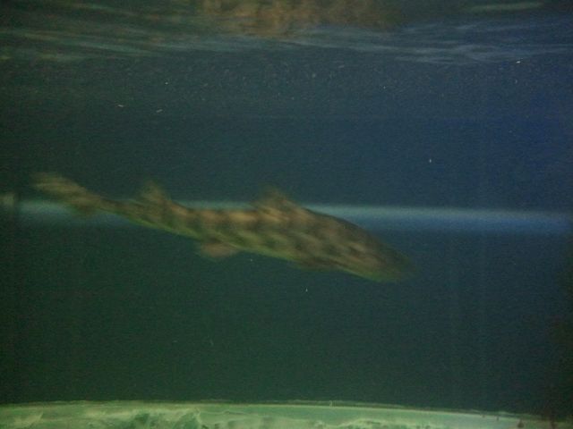 Meeresbewohner 7