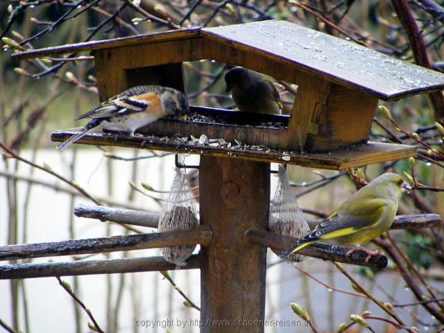 Finken am Futterhaus