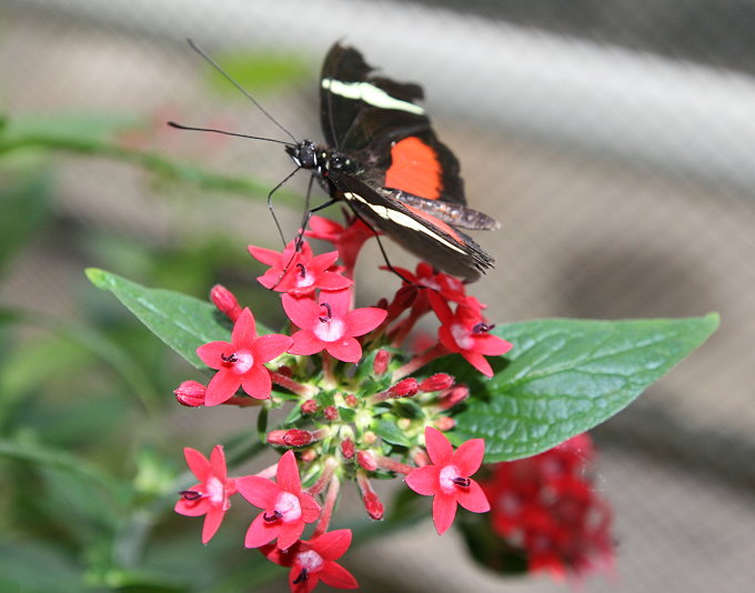 Botanischer Garten > Tropische Schmetterlinge 6
