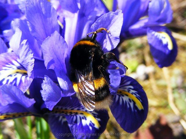 Hummel auf einer Iris in unserem Garten