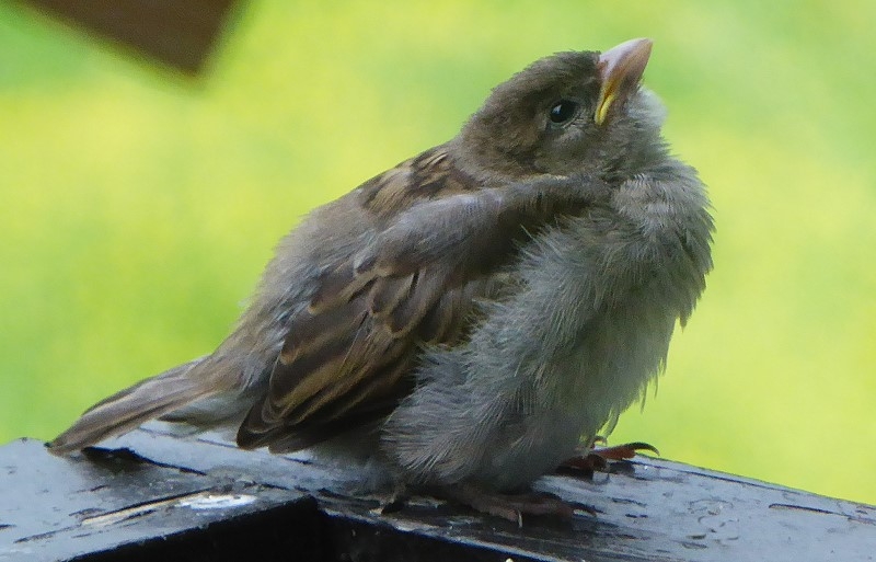 2 junger Spatz 025.800 JPG