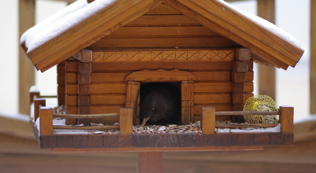 Vogelhäuschen