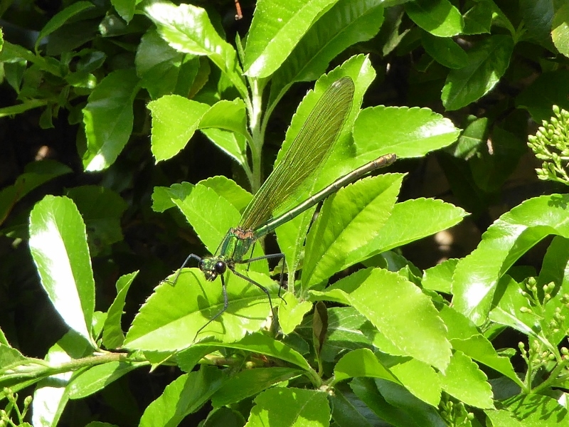 Gebänderte Prachtlibelle (Calopteryx splendens), Weibchen (2)