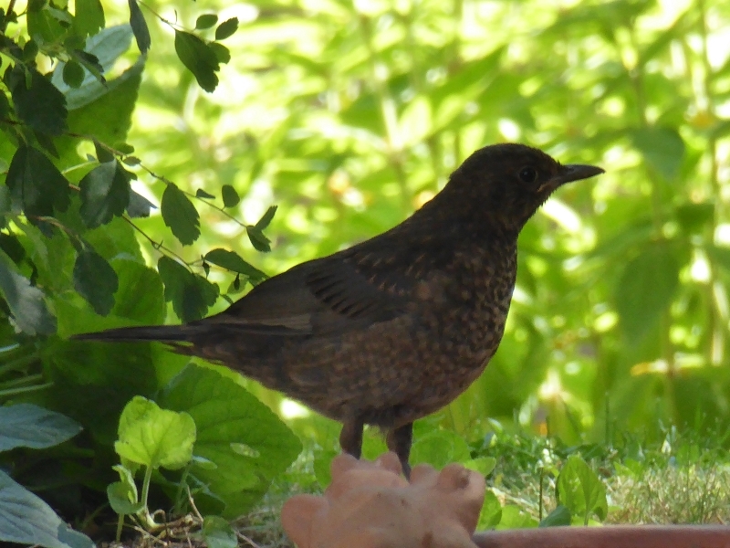 Amsel beim Baden