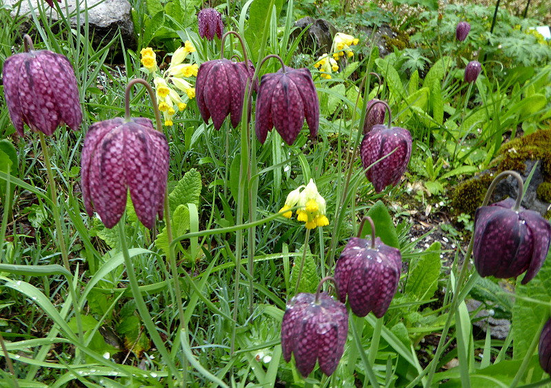 Schachblume