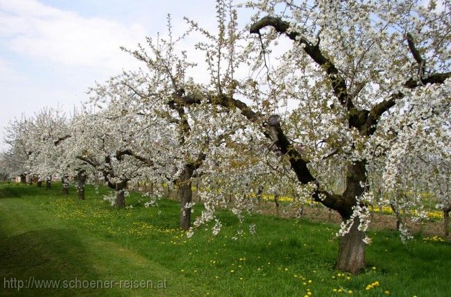 FRÜHLING > Kirschbaumblüte