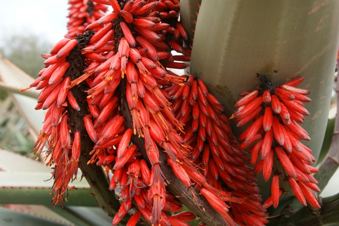 BOTANICACTUS > Aloe-Blüte