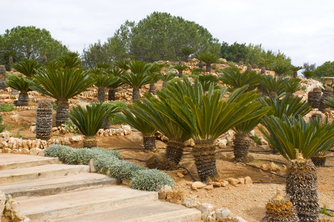 BOTANICACTUS > PALMFARNE ODER SAGOPALMEN