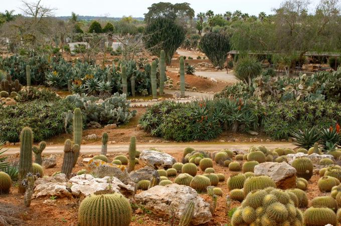 BOTANICACTUS > Botanischer Garten Mallorca 2