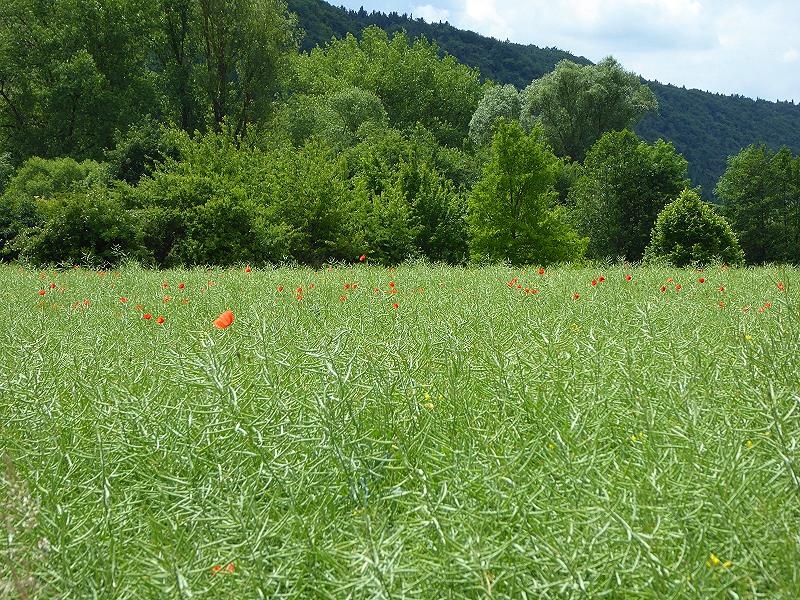 Mohn im Rapsfeld