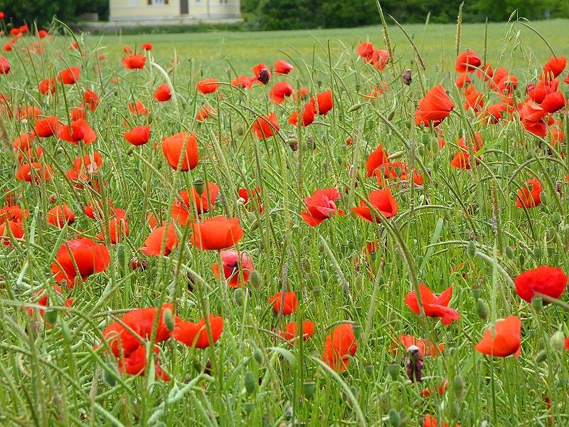 Mohn im Rapsfeld