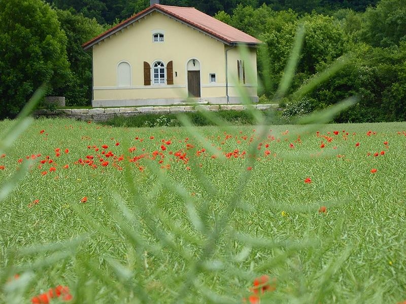 Mohn im Rapsfeld