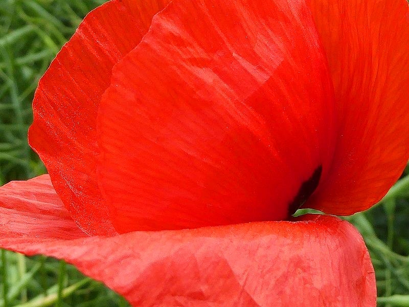 Mohn im Rapsfeld