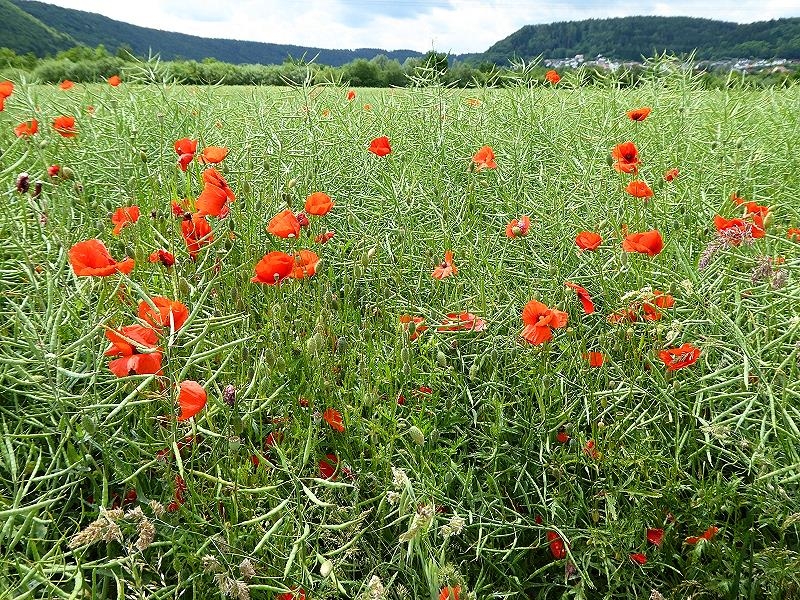 Mohn im Rapsfeld