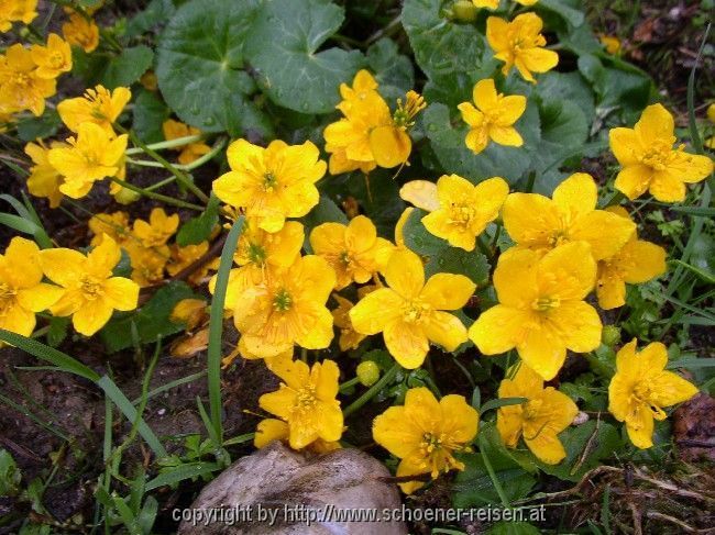 Frühling im Gebirge: Sumpfdotterblume