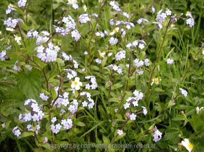 Frühling im Gebirge: Vergissmeinnicht