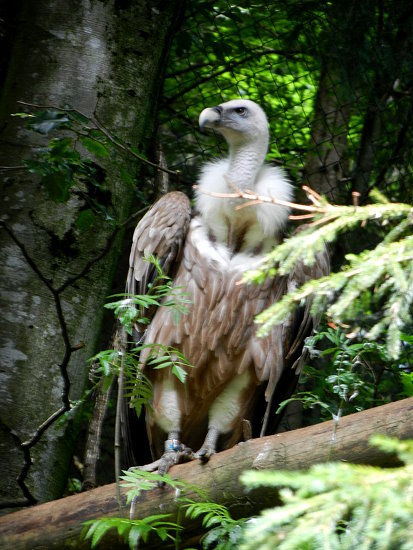 Nationalparkzentrum Lusen 8